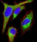 GPR56 Antibody